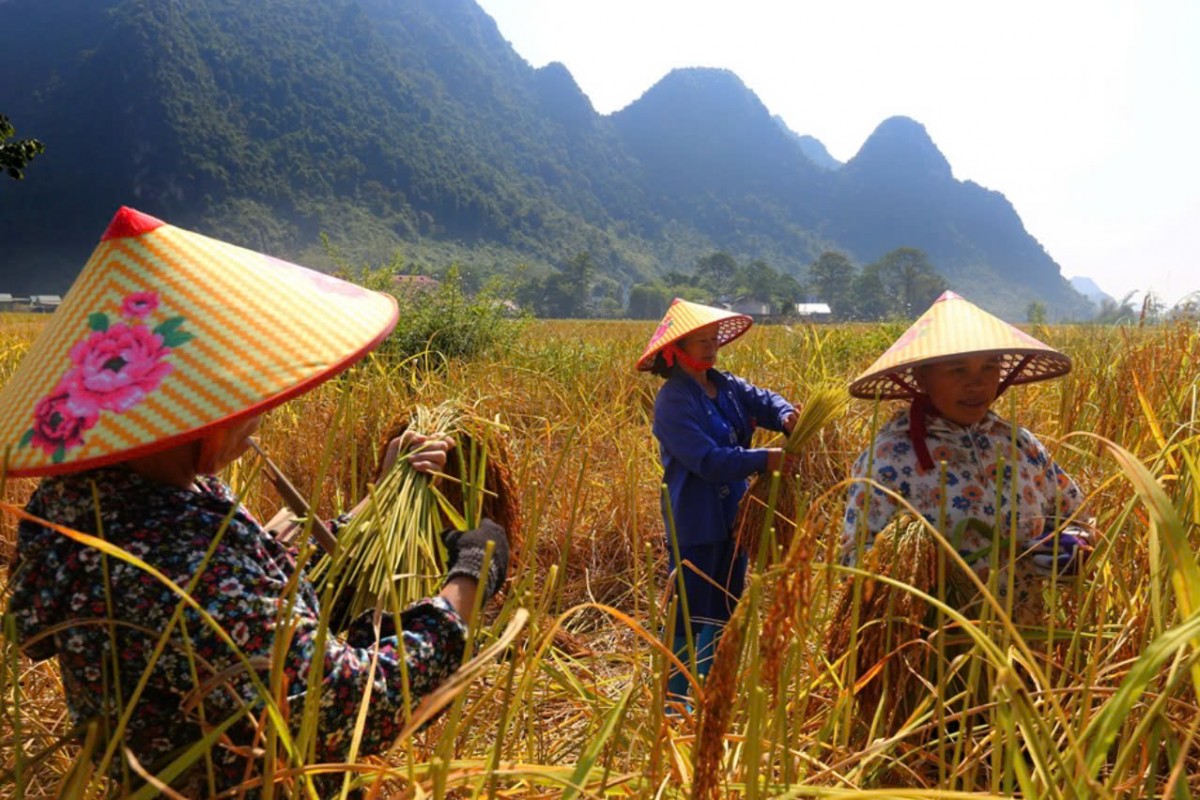 Cao Bang Province aims to double the average income of ethnic minorities by the end of 2025 compared to 2020 – Photo: Thong Thien