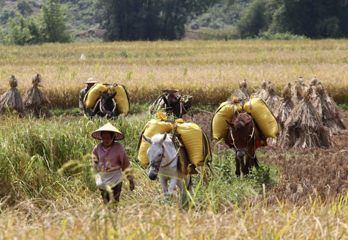 Efforts are underway to find markets for Cao Bang’s agricultural products – Photo: Trinh Bo