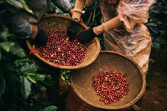  In February 2025, Vietnam exported 193,031 tonnes of coffee - photo: moit.gov.vn