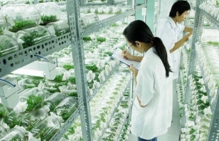 Vietnam partners with Israel for hi-tech agricultural innovation