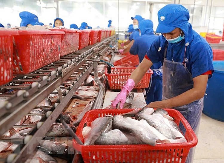 In the first half of February 2025, pangasius exports reached more than 75 million USD. (Photo: dotip.dongthap.gov.vn)
