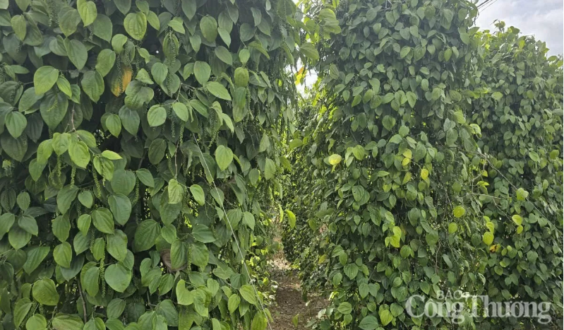 The Vietnamese pepper and spice industry continues to affirm its crucial role in the international market