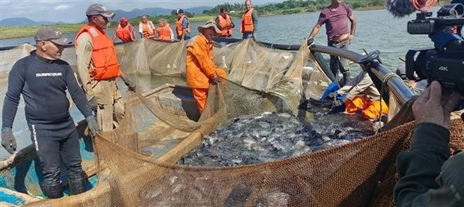 Farmers harvest cage-farmed tilapia. (Photo: VNA)