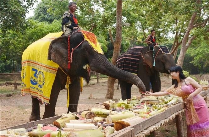 Dak Lak province is embracing an “elephant-friendly tourism” model, enhancing the welfare of domesticated elephants while creating meaningful experiences for visitors. (Photo: VNA) Dak Lak province is embracing an “elephant-friendly tourism” model, enhancing the welfare of domesticated elephants while creating meaningful experiences for visitors. (Photo: VNA)