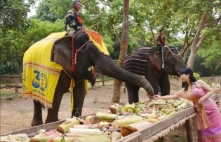 Dak Lak protects animal welfare with elephant-friendly tourism model