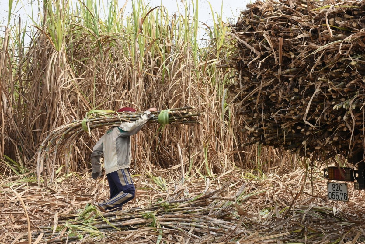 Domestic sugar prices have dropped by an average of 1,600 VND/kg, while global sugar prices remain high. (Photo: Viet Ha)