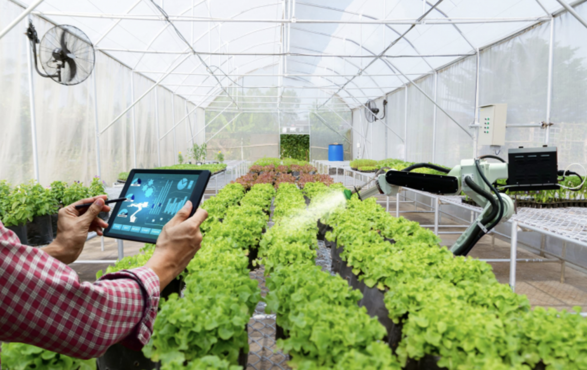 High-tech agricultural models have brought tangible benefits to ethnic minority and mountainous communities in Dien Bien Province -  illustration photo