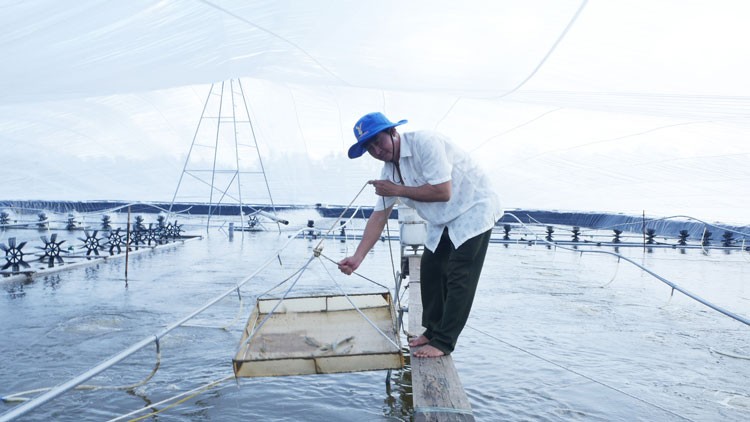 Vietnam's shrimp farming area spans approximately 750,000 hectares