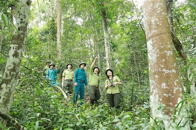 The Thanh Hoa Provincial Forest Protection Department, in coordination with the forest rangers at Xuan Lien National Park, conducts a patrol to protect the forest. (Photo: VNA/VNS)