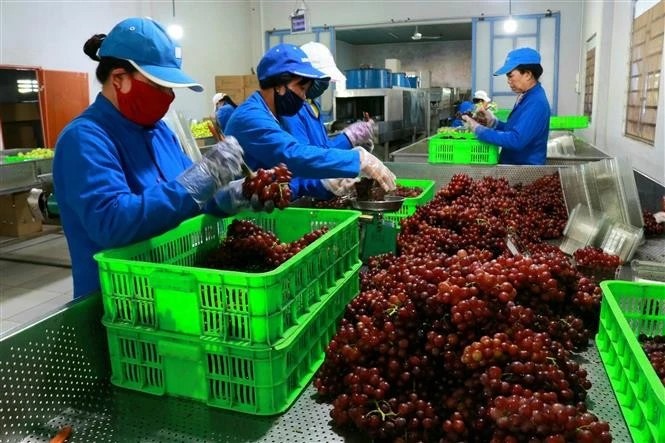 Technical barriers in global markets are creating a level playing field, compelling exporters to prioritise quality and compliance. (Illustrative photo: VNA)