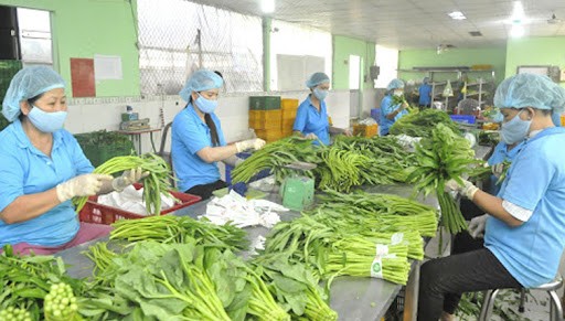 Fruit and vegetable exporting enterprises need to flexibly adapt to the market to minimize risks (Photo: agritrade.com.vn)