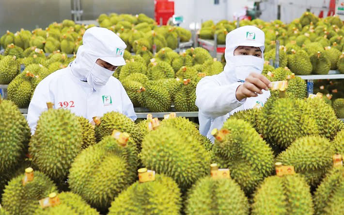 Currently, Vietnam's durian exports are facing difficulties due to technical barriers from China, forcing growers and businesses to overcome them to adapt. (Photo: daibieunhandan.vn)