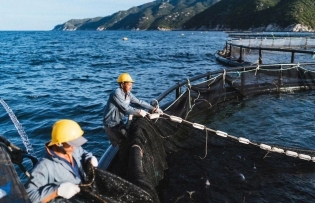 Vietnam’s fisheries sector innovates production, seizes opportunities from new export markets