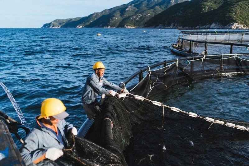 High-tech seabass farming area in Van Phong Bay, Khanh Hoa Province. (Photo: Bao Trang)