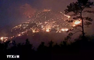Extra efforts requested to address forest fire consequences in Quang Ninh