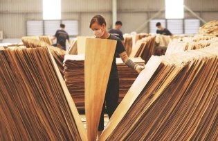 Breakthrough measures needed for 18 billion USD wood export goal