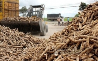 Cassava exports surge to new record