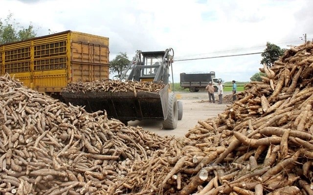 In the first four months of 2025, Vietnam exported 513,100 tonnes of cassava, generating a turnover of USD 97.78 million.