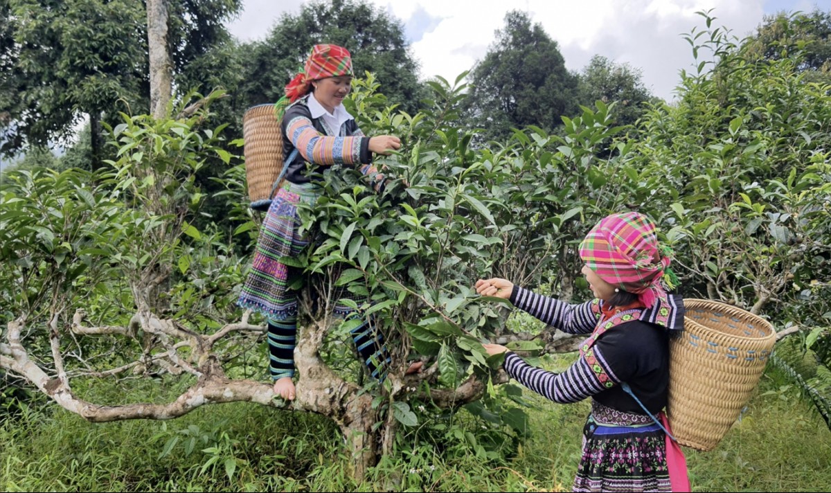‘Green gold’ amidst grey rocks: How ethnic communities in Dien Bien province cultivate their future