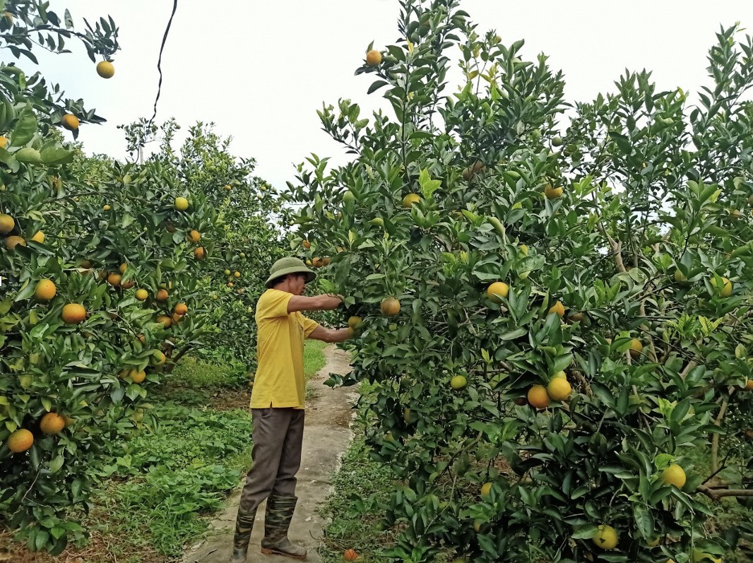 Enhancing the value of Cao Phong oranges