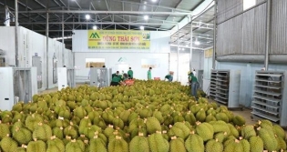 Vietnam races to retain durian export market amid regional competition