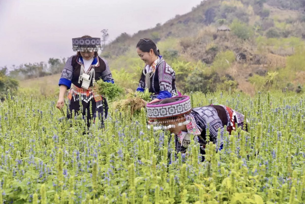 Chia farming is advancing in Lai Chau Province thanks to business support