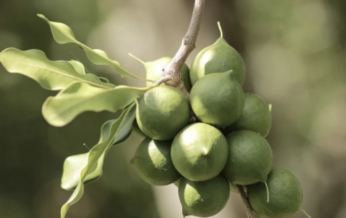 Bringing highland specialties beyond mountains – Part 1: Finding markets for macadamia