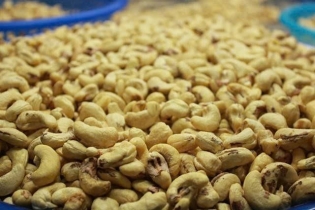 Vietnam's cashew exports rise in value despite falling output