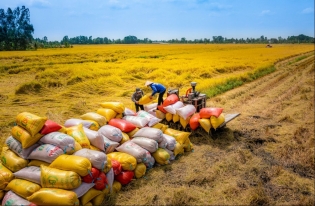 Vietnam’s premium rice exports thrive amid global challenges