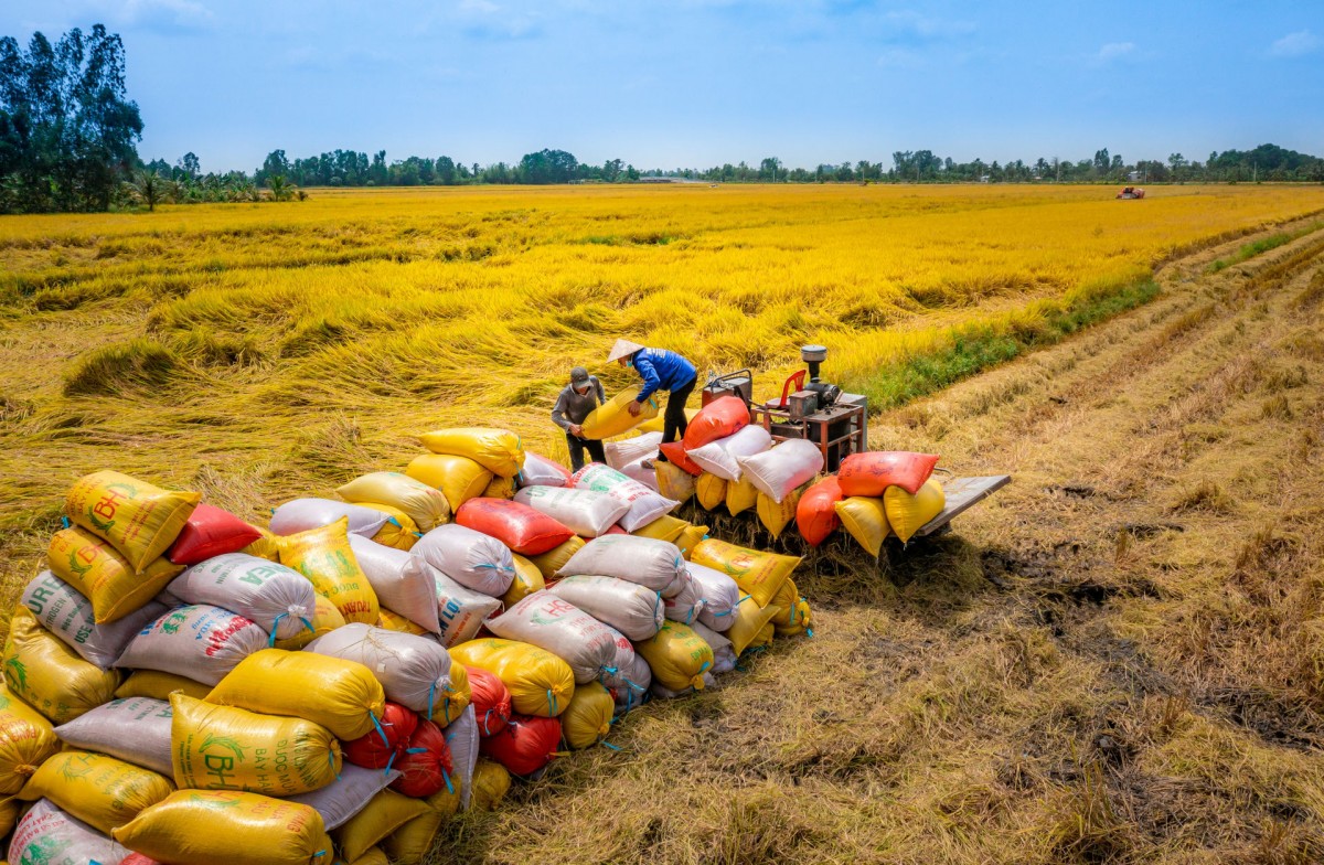 In the first 5 months of 2025, China also imported nearly 412.3 thousand tons of rice from Vietnam, an increase of 102.7% in volume and 75.4% in value over the same period in 2024.
