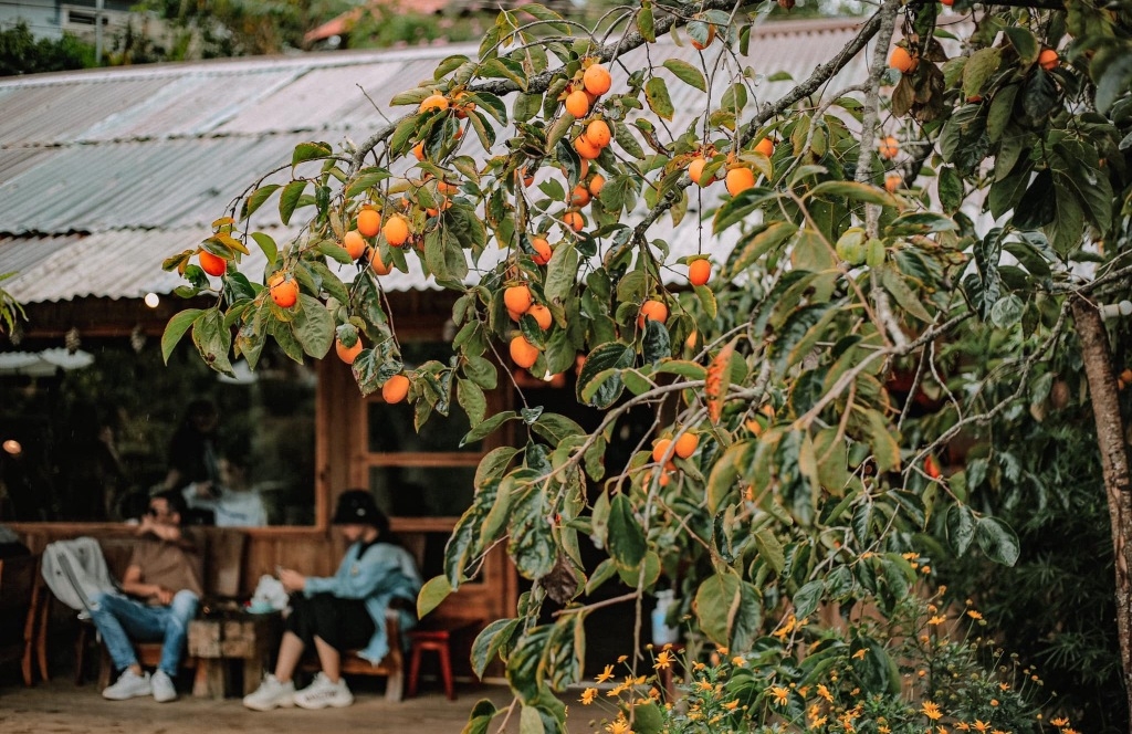 da lats enticing persimmon season