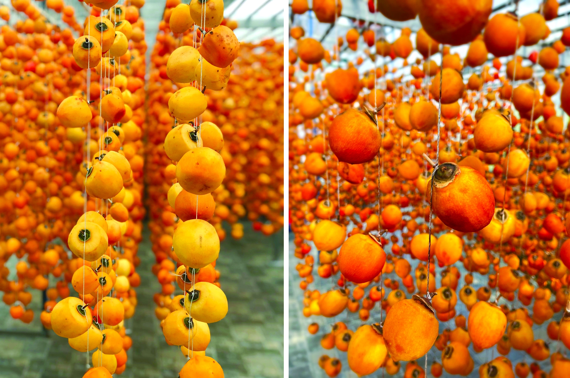 da lats enticing persimmon season