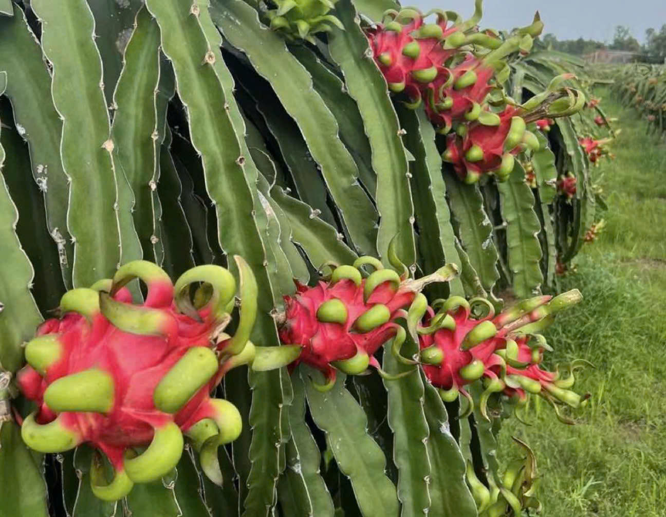 Binh Thuan helps ethnic minority communities boost dragon fruit sales