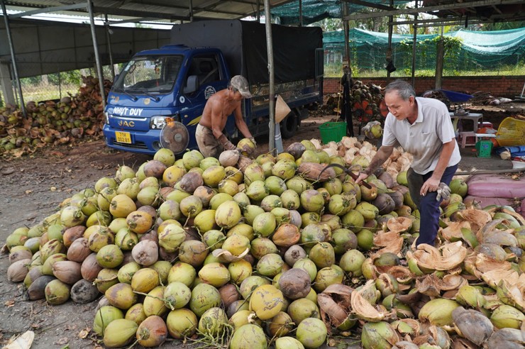 Vietnamese coconut industry gains momentum in Chinese market