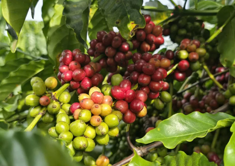 Elevating Vietnamese coffee through sustainability and value-added processing