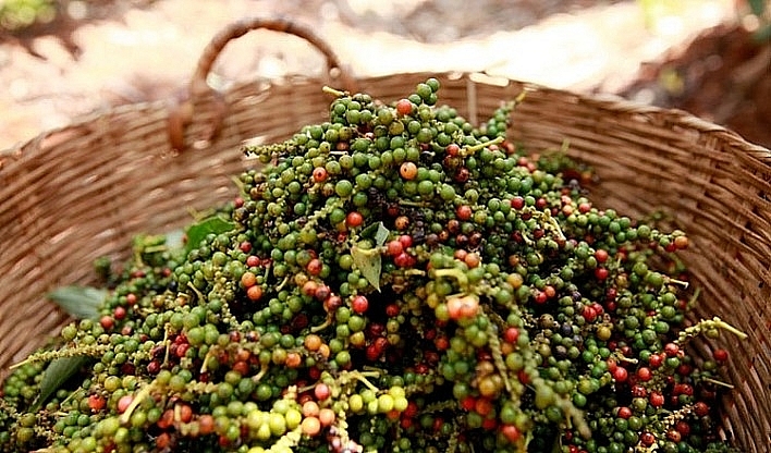 Vietnam reaps price gains as India ramps up pepper imports