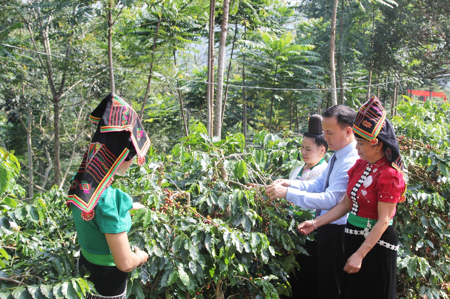 Muong Ang awakens its highland coffee brand