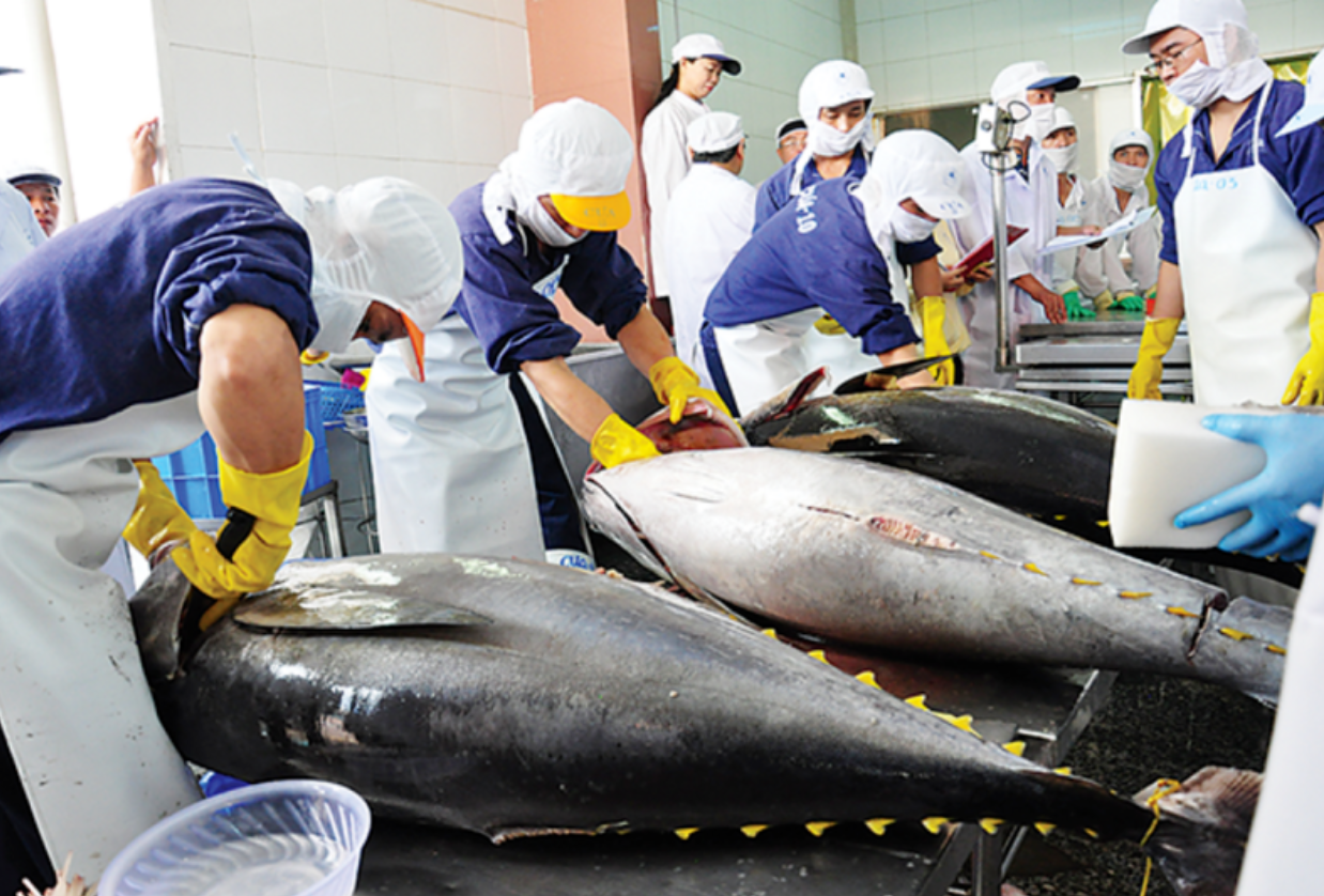 Vietnam’s tuna can expand market share in Netherlands thanks to EVFTA