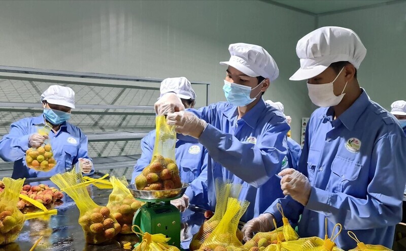 UKVFTA boosts transparency and fuels stronger Vietnam-UK trade ties