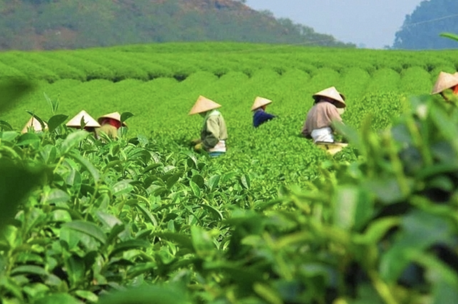 MoIT rushes to clear 500 tea containers stranded in Pakistan