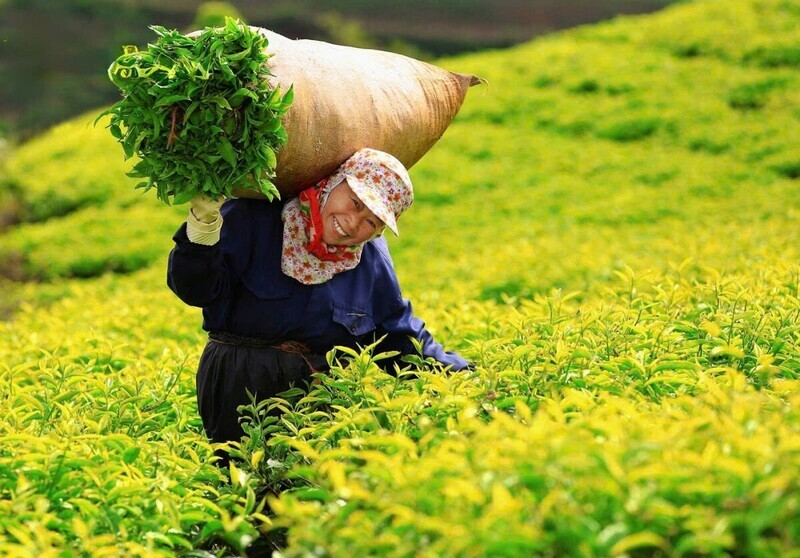 Nearly 500 Vietnamese tea containers cleared for re-export from Pakistan