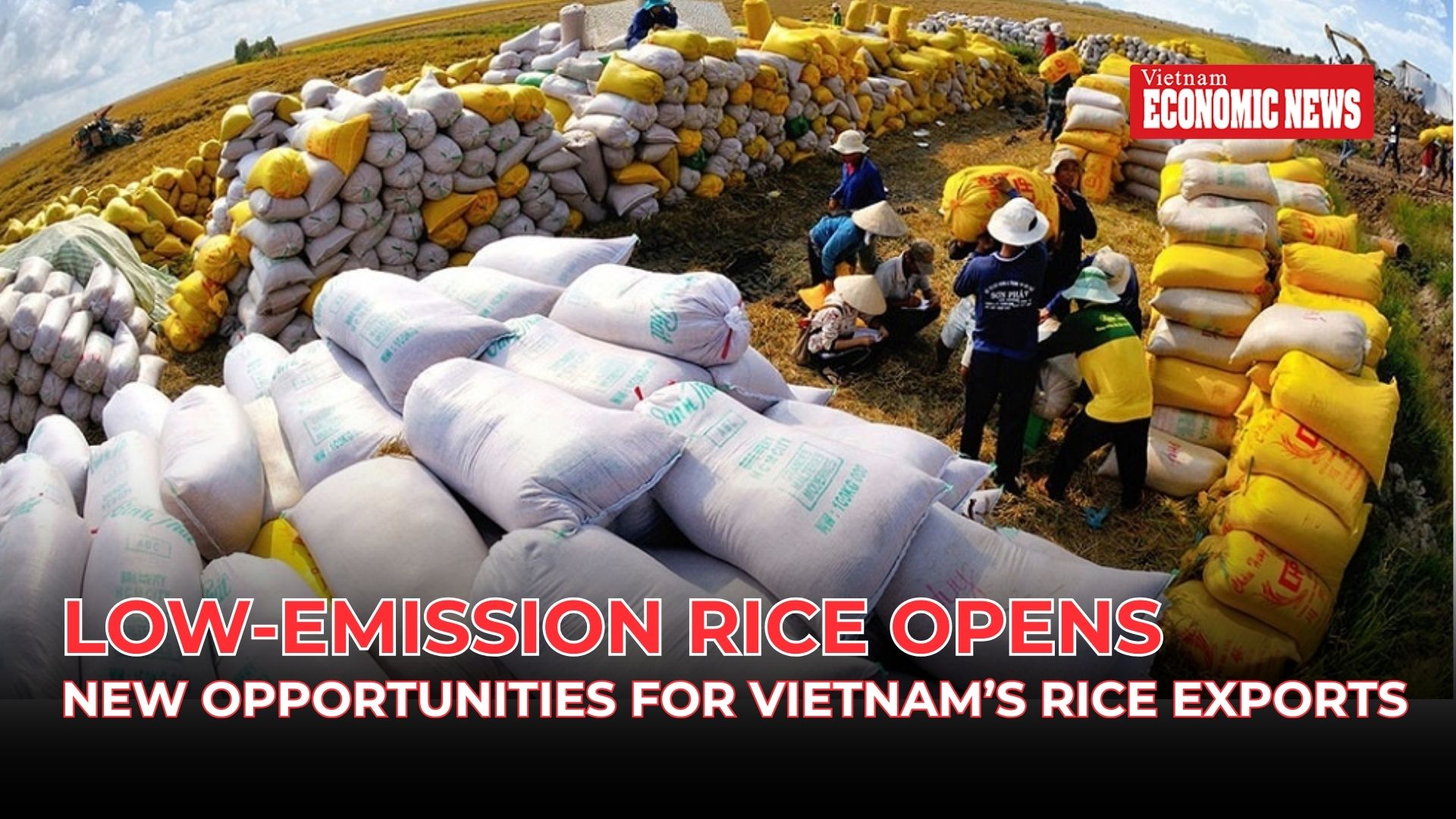 Low-emission rice opens new opportunities for Vietnam’s rice exports
